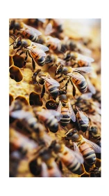 Macro study of worker honeybees clustering on wax comb.