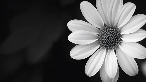 Monochrome Daisy Composition with Textured Center Detail.