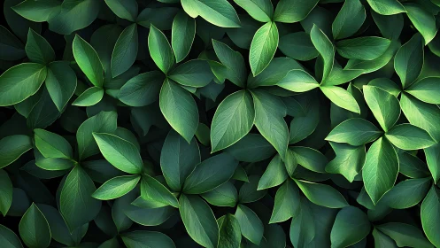 Dense overlapping green foliage with uniform leaf pattern.