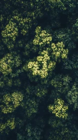Sunlit forest canopy glows against deep shadowed understory
