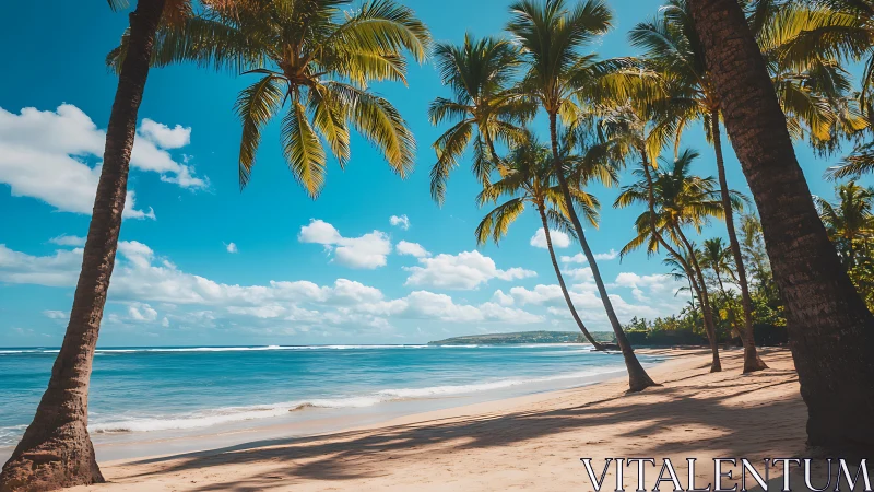 Tropical Beach with Palm Trees and Turquoise Ocean Waters