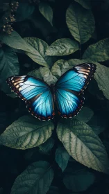 Gentle blue butterfly rests calmly on deep green leaves