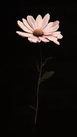 Soft Bloom: A Gentle Pink Daisy on Black.