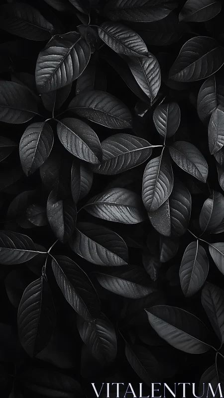 Monochrome foliage study isolates glossy leaves in low key