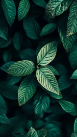 Central leaf cluster glows against deep emerald foliage.