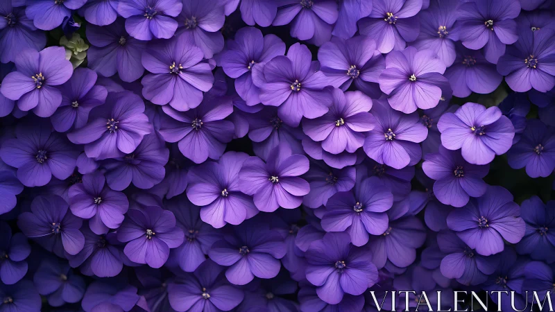 Dense Purple Floral Carpet Creating Vibrant Natural Abundance