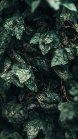 Camouflage helmet disappears inside dense ivy cover