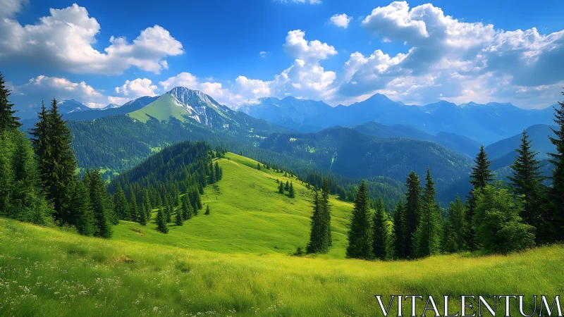High-altitude alpine meadow with conifer ridgeline perspective.