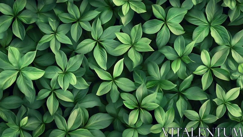 Top-down macro array of radial green foliage rosette leaves