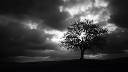 Lone hilltop tree drinking light from a brooding sky.