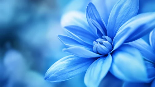 Blue Daisy Petals in Soft Focus.