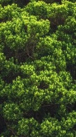Sunlit green foliage forms layered, calming natural texture