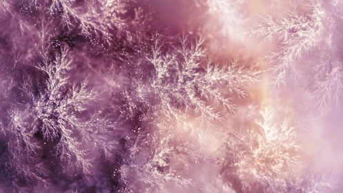 Frosted fractal branches glow in soft rose haze.