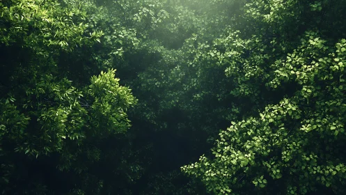 Overhead foliage canopy with varied leaf density distribution.