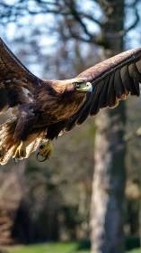 Golden eagle glides through a sunlit forest clearing in focus