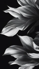 Monochromatic Betta Fish Fins: Graceful Form Study in Grayscale