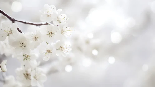 White flowering branch with delicate petals and bokeh background.