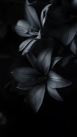 Delicate Amaryllis Blooms: Monochromatic Macro Study with Intricate Petal Texture.