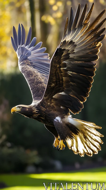 Golden eagle captured mid-flight with dramatic backlighting