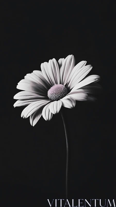 Delicate Daisy Blooming Against Elegant Black.