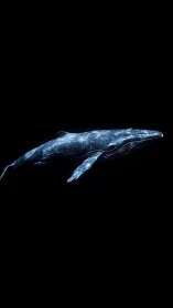 Side profile of humpback whale pair in dark water.