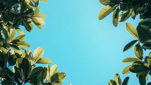 Lush green leaves framing clear blue sky, minimal nature style.