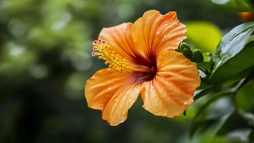 Sunrise Hibiscus: Nature's Golden Treasure.