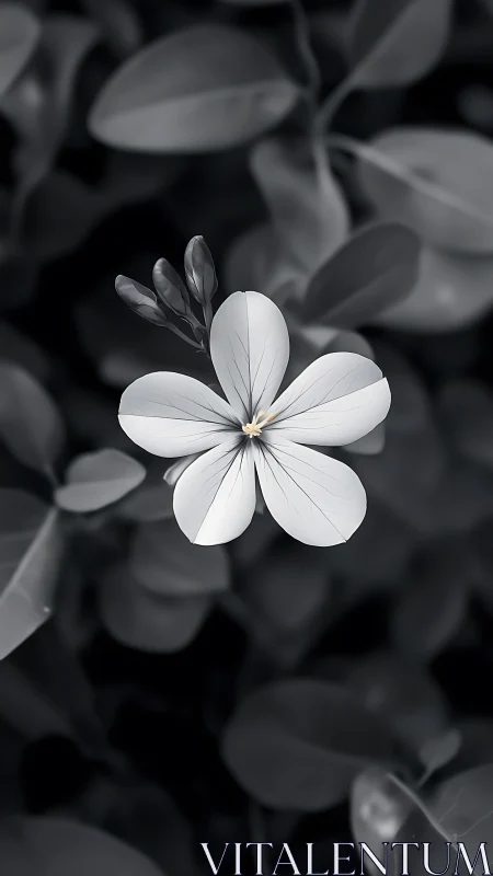 White flower five-petal bloom monochromatic selective focus photograph
