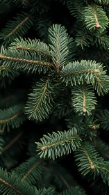 Evergreen needles quietly choreograph a forest&rsquo;s winter breath