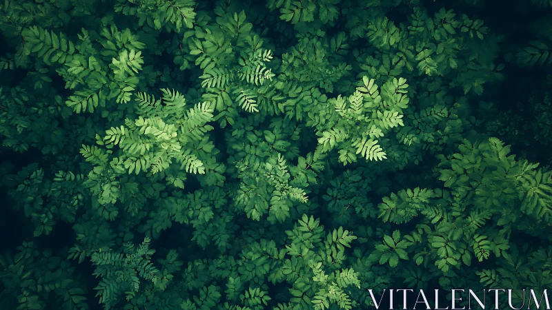 Lush fern canopy captured from above in cool green light.