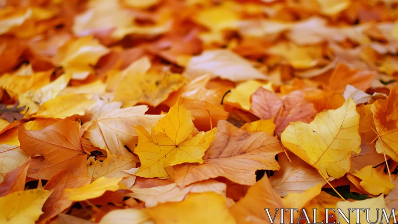 Golden autumn leaves create a warm carpet of seasonal color