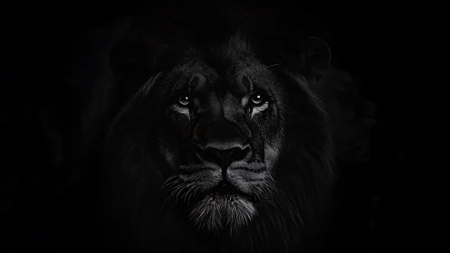 Monochrome lion portrait in dramatic low key chiaroscuro.
