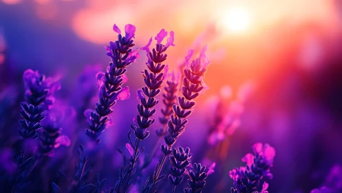 Macro lavender spikes in shallow depth at sunset backlight