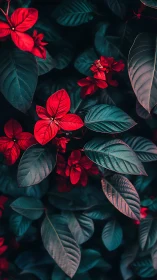 Scarlet Poinsettia Cluster with Teal Foliage: Botanical Photography Study