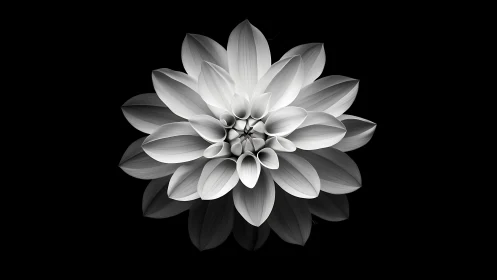 Monochromatic Dahlia Bloom Against Darkness.
