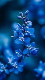 Cerulean Blossom Cluster Against Twilight Blur.