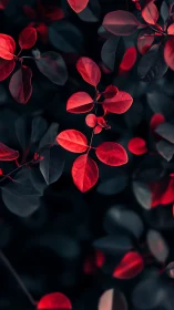 Crimson foliage emerges against desaturated bokeh background