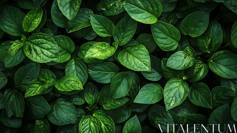 Dense green foliage pattern under soft diffused light