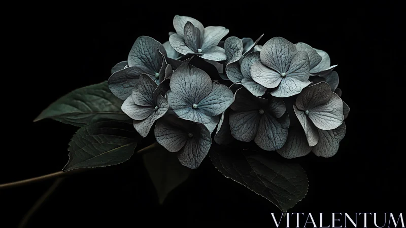 Dried Hydrangea Blooms Against Dark Background