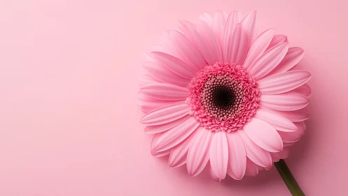 Pink Gerbera Daisy with Textured Petals Against Monochromatic Background.