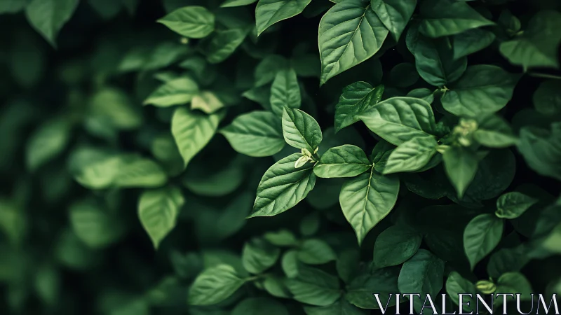 Emerald leaf chorus humming quietly in soft garden shade.