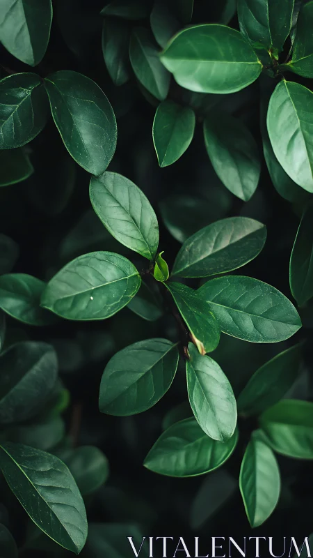 Lush green leaves gather quietly in a calm forest embrace