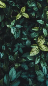 Moody close-up of green foliage with striped leaves.