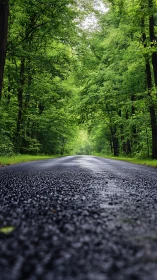 Arboreal Avenue: Canopy-Lined Asphalt Road with Low-Angle Perspective