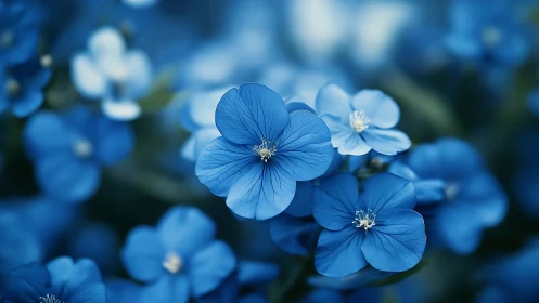 Blue flax flowers in sharp focus with soft background bokeh