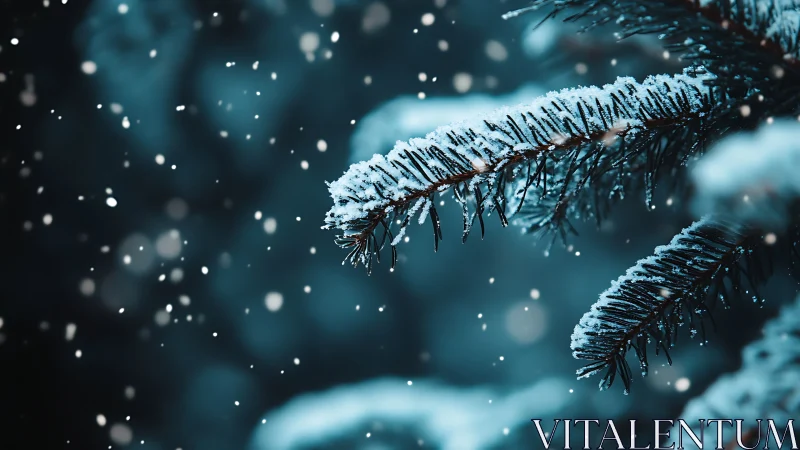 Snow dusted pine needles in soft teal winter bokeh.