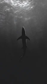 Solitary shark silhouette rises toward distant surface light