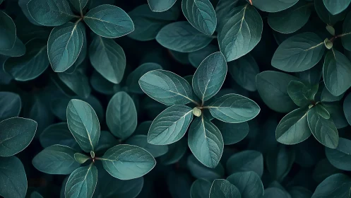 Dark teal foliage pattern fills frame with soft natural light