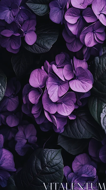 Purple Hydrangea Clusters: Nighttime Botanical Macro Study.