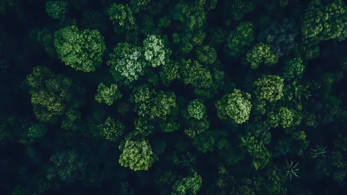 Drone view reveals dense forest canopy patterns.